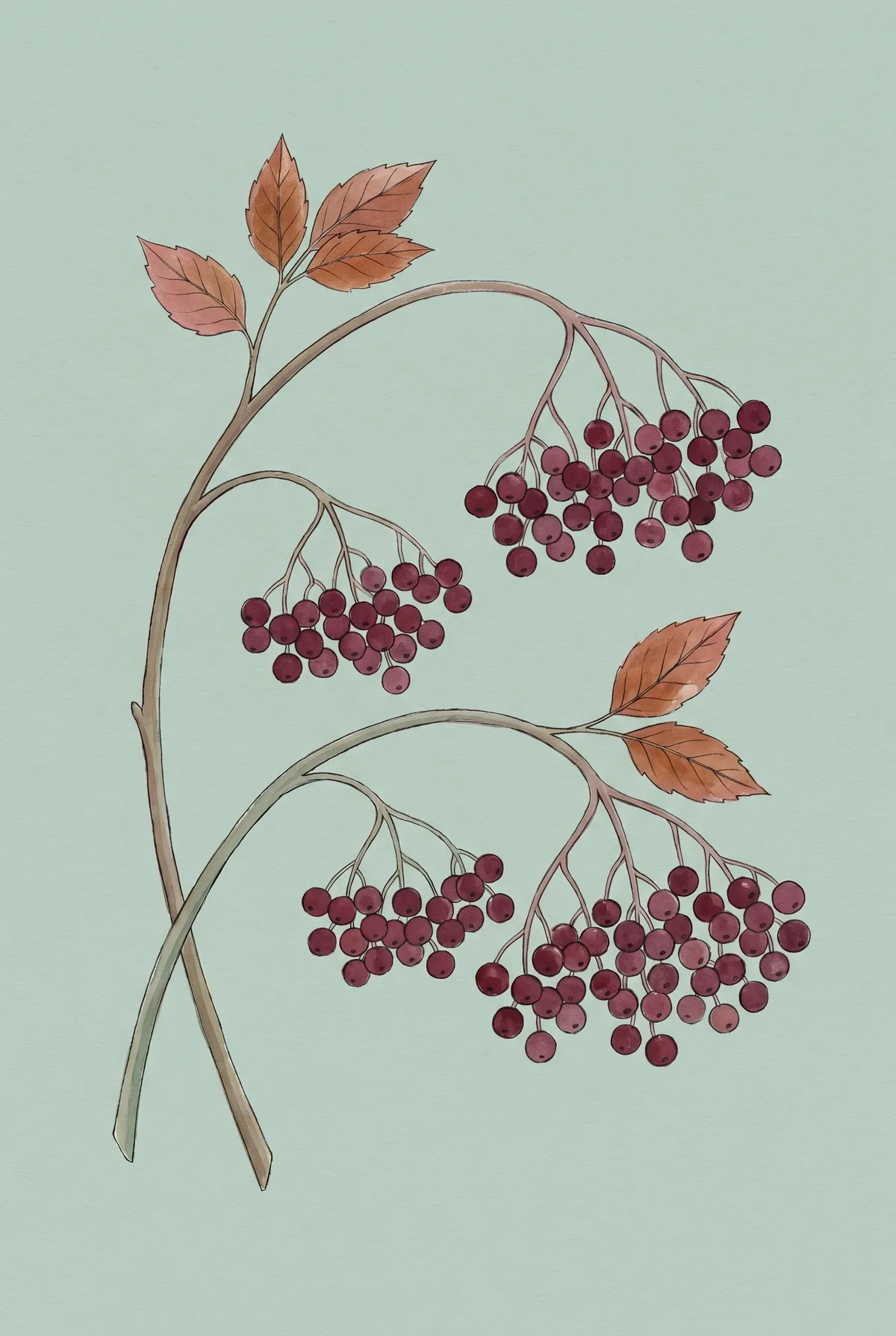 Elderberry Branch Print