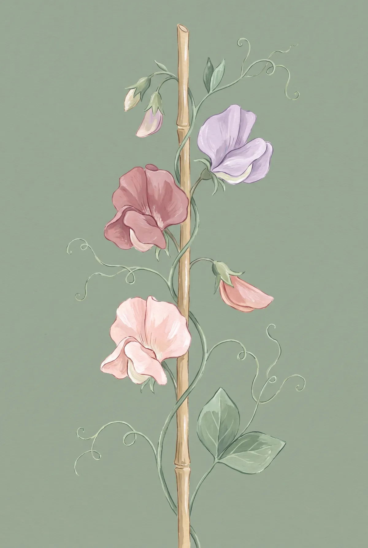 Sweet Pea Climbing Vine Print