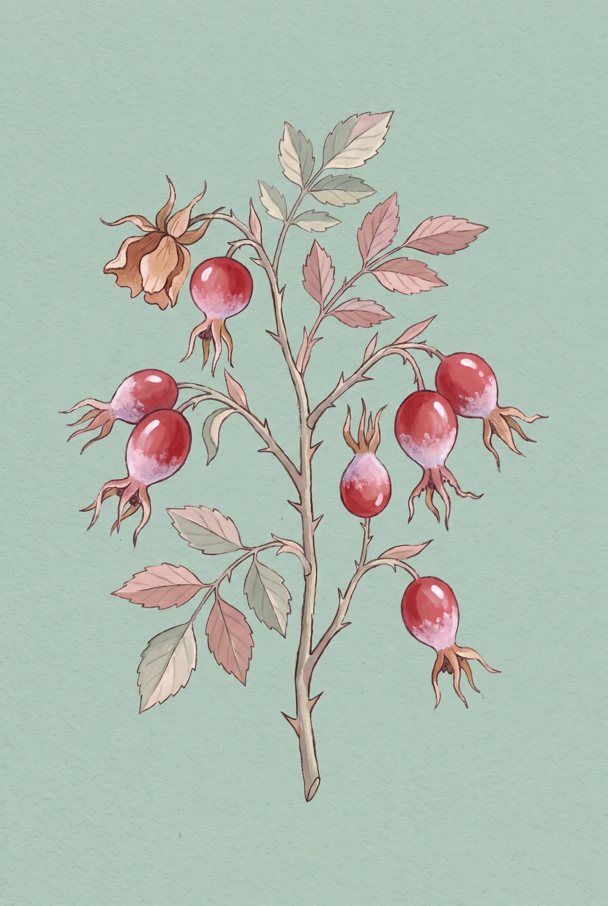 Rose Hip Branch Print
