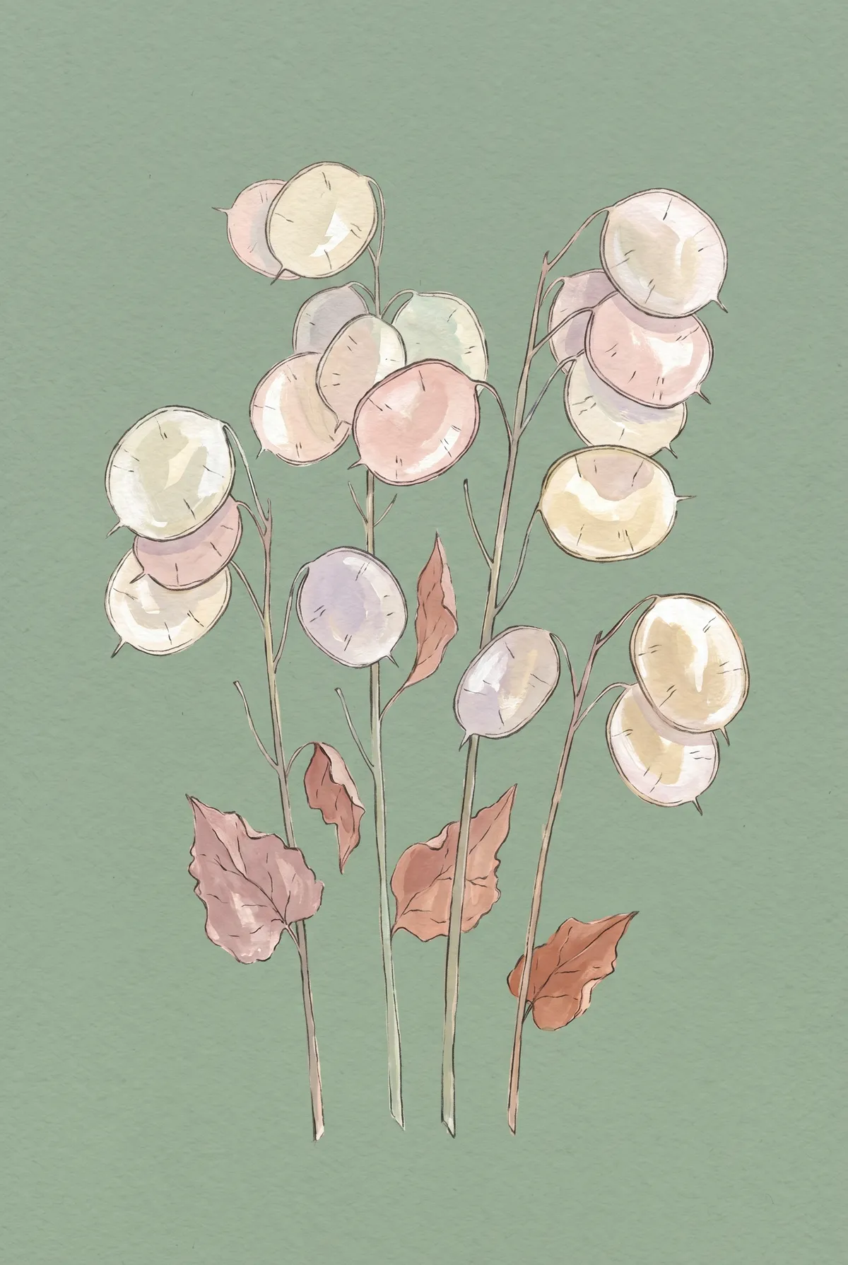 Honesty Seedpods Print