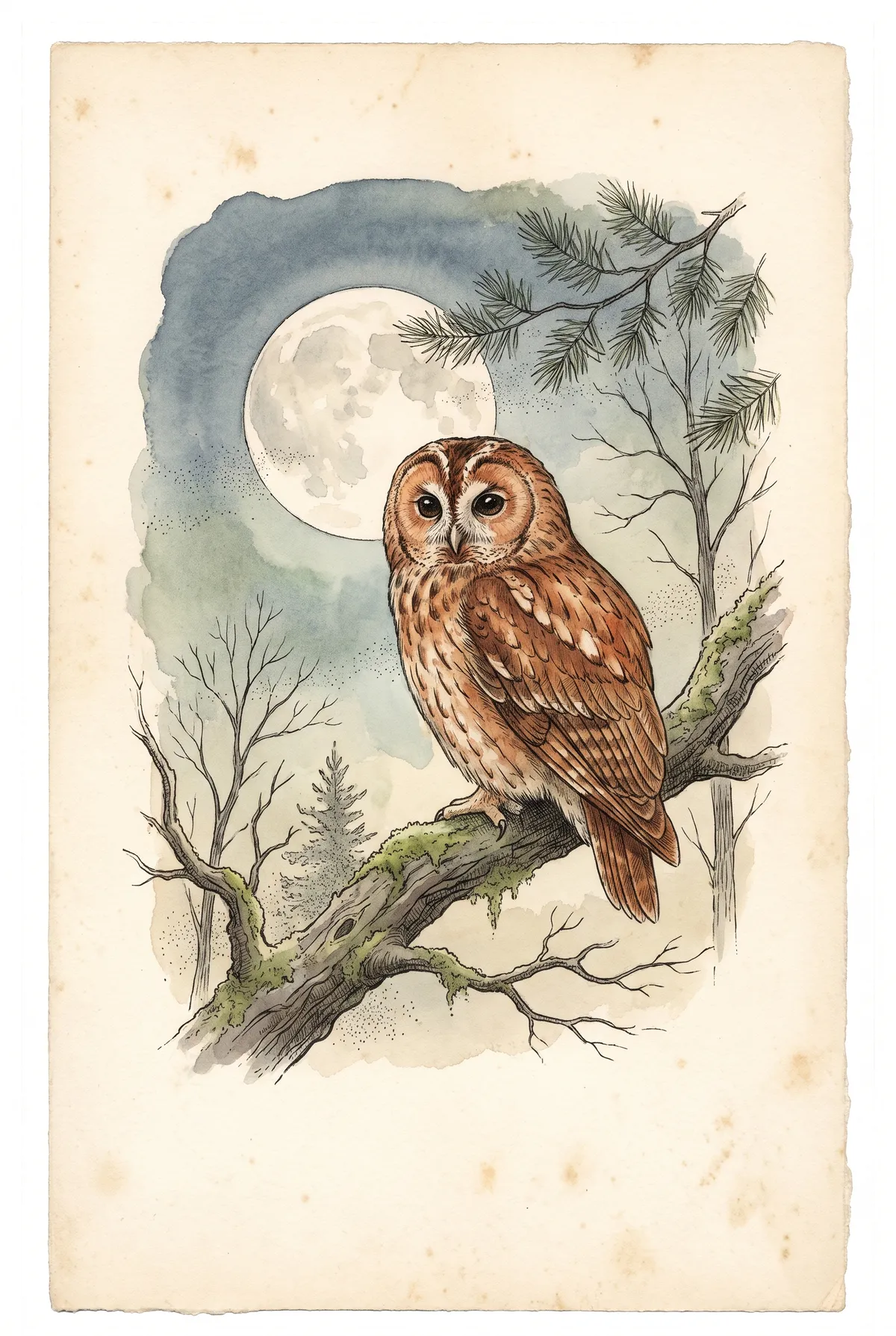 Tawny Owl Moonlight Print