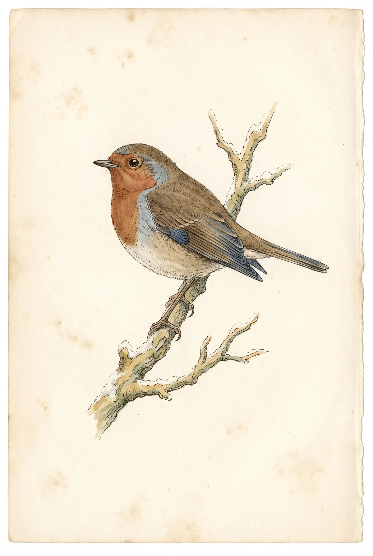 Vintage Robin Print
