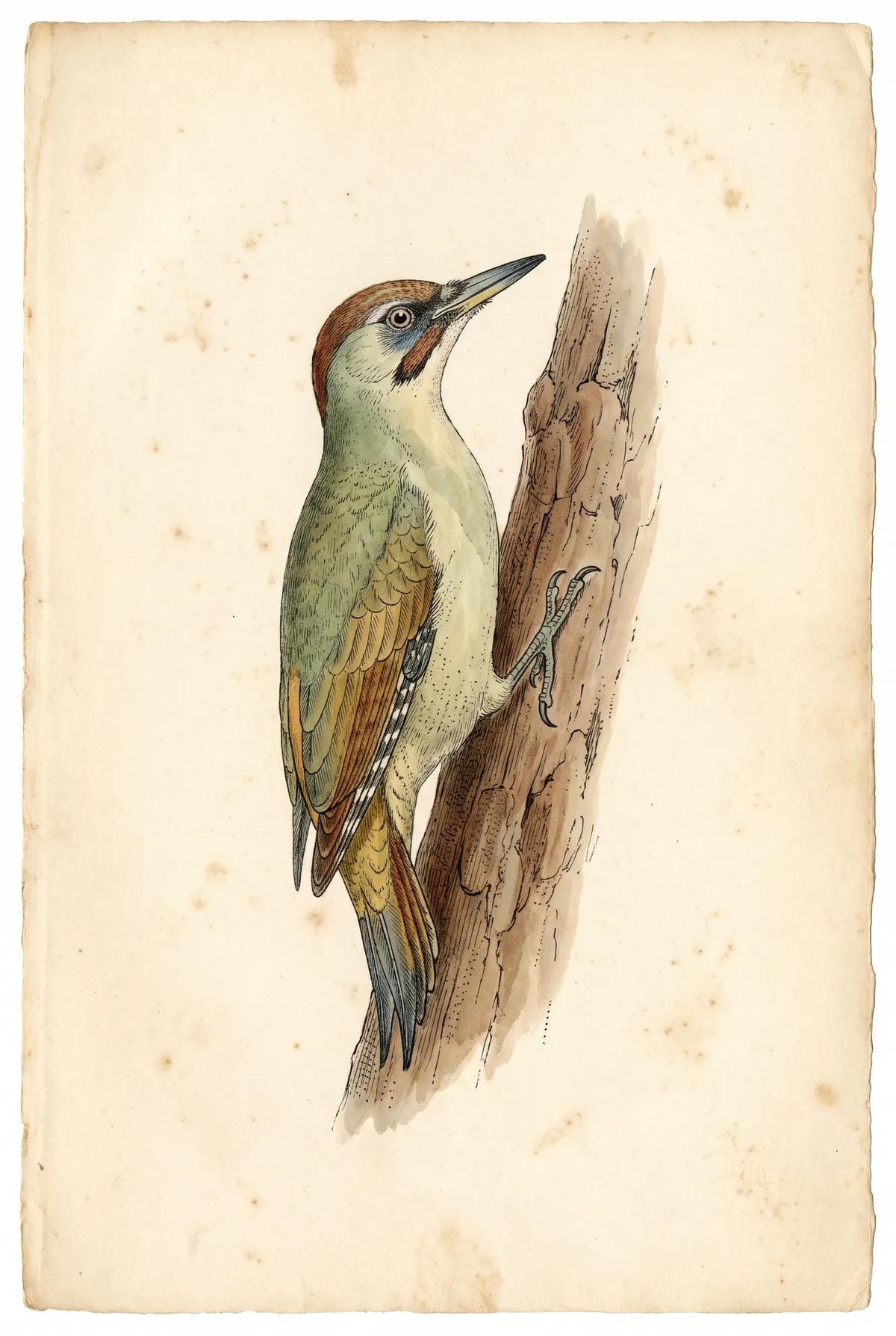 Vintage Green Woodpecker Print