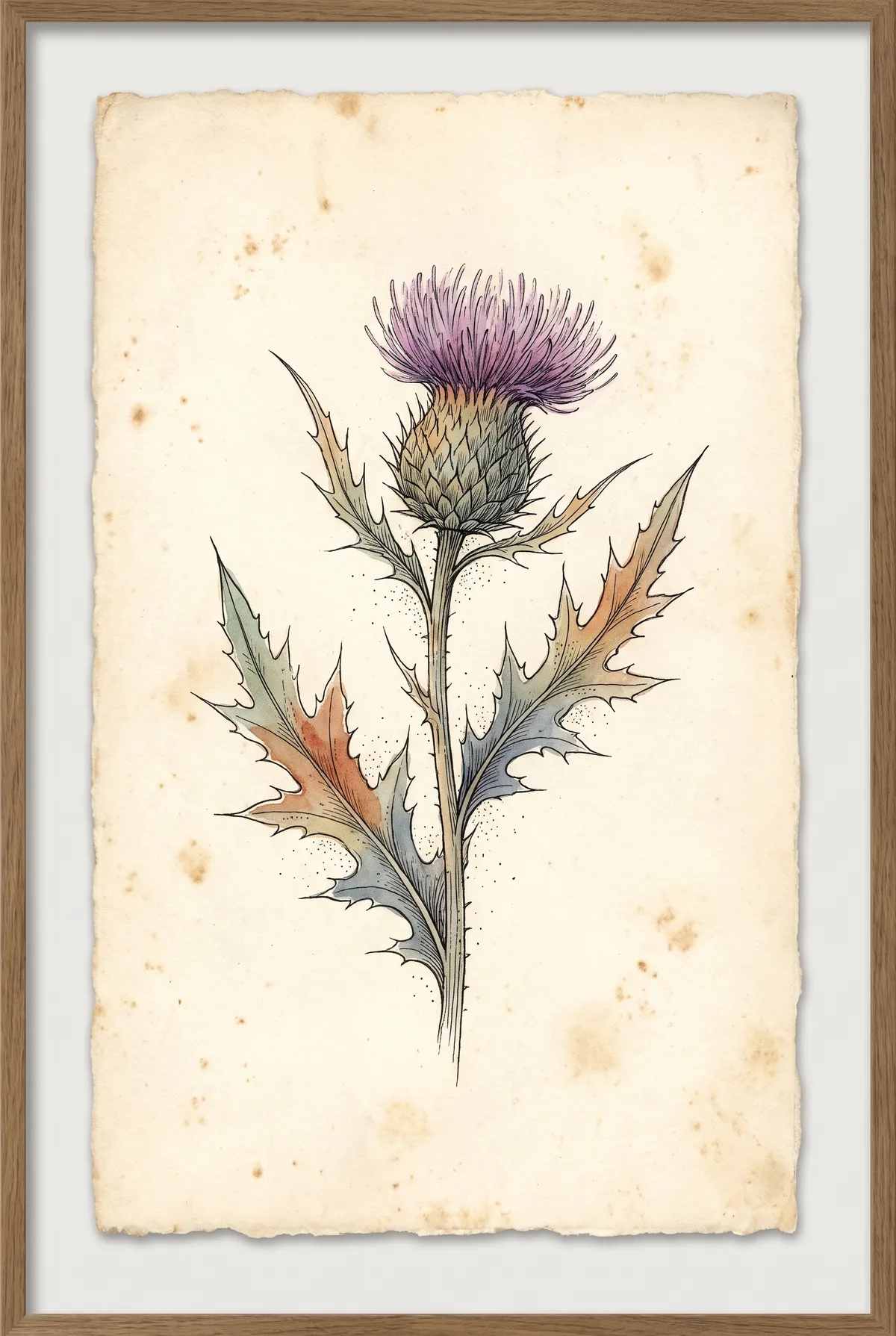 Scottish Thistle Print